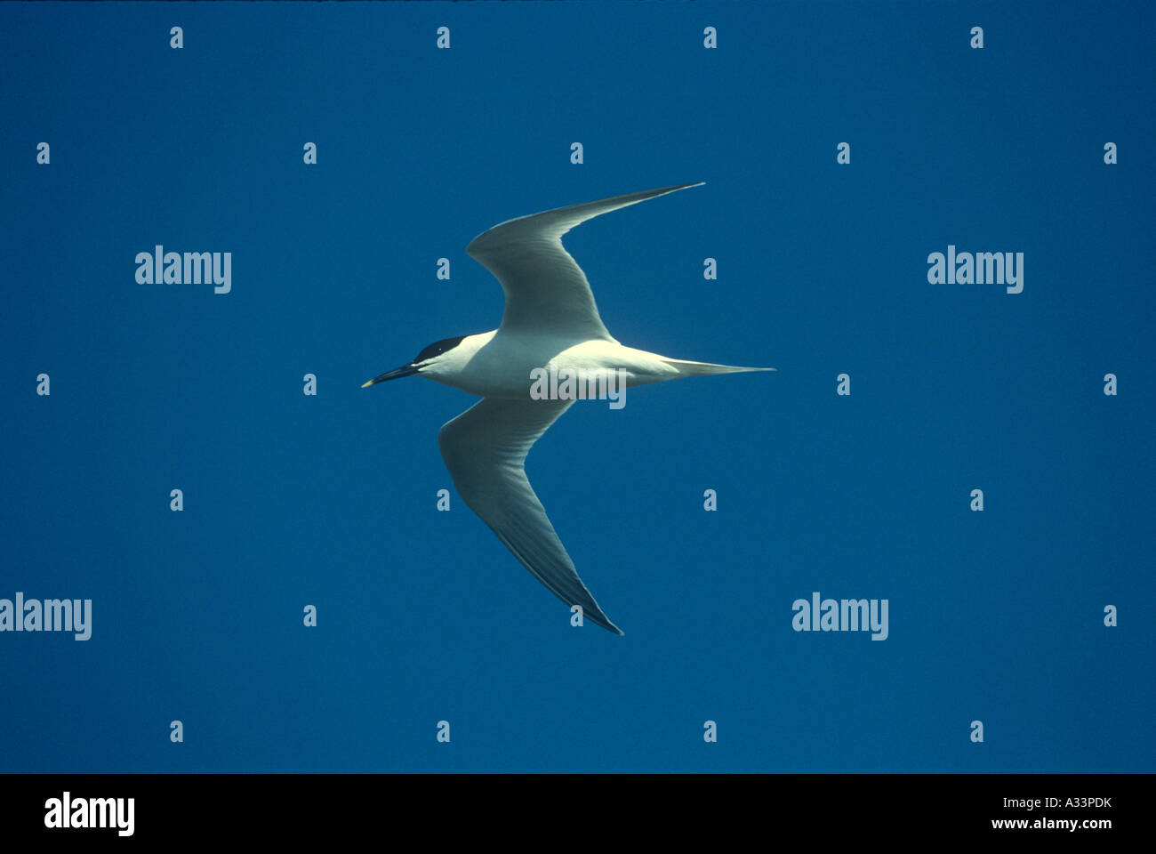 Sandwich Tern in Flight Birds Natural World Wales UK Stock Photo