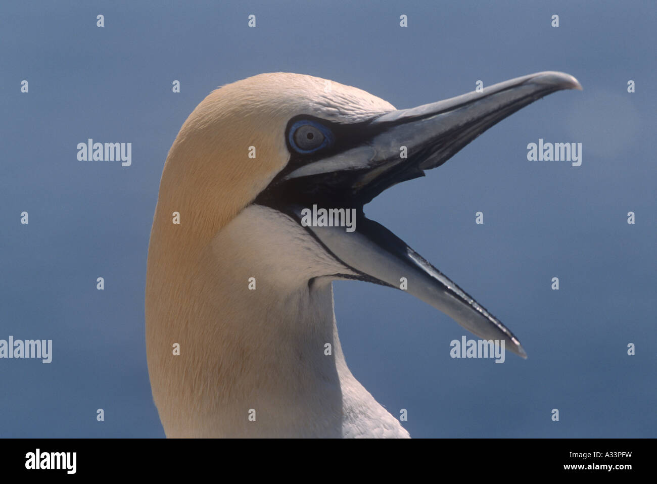 Gannet Birds Natural World Wales UK Stock Photo