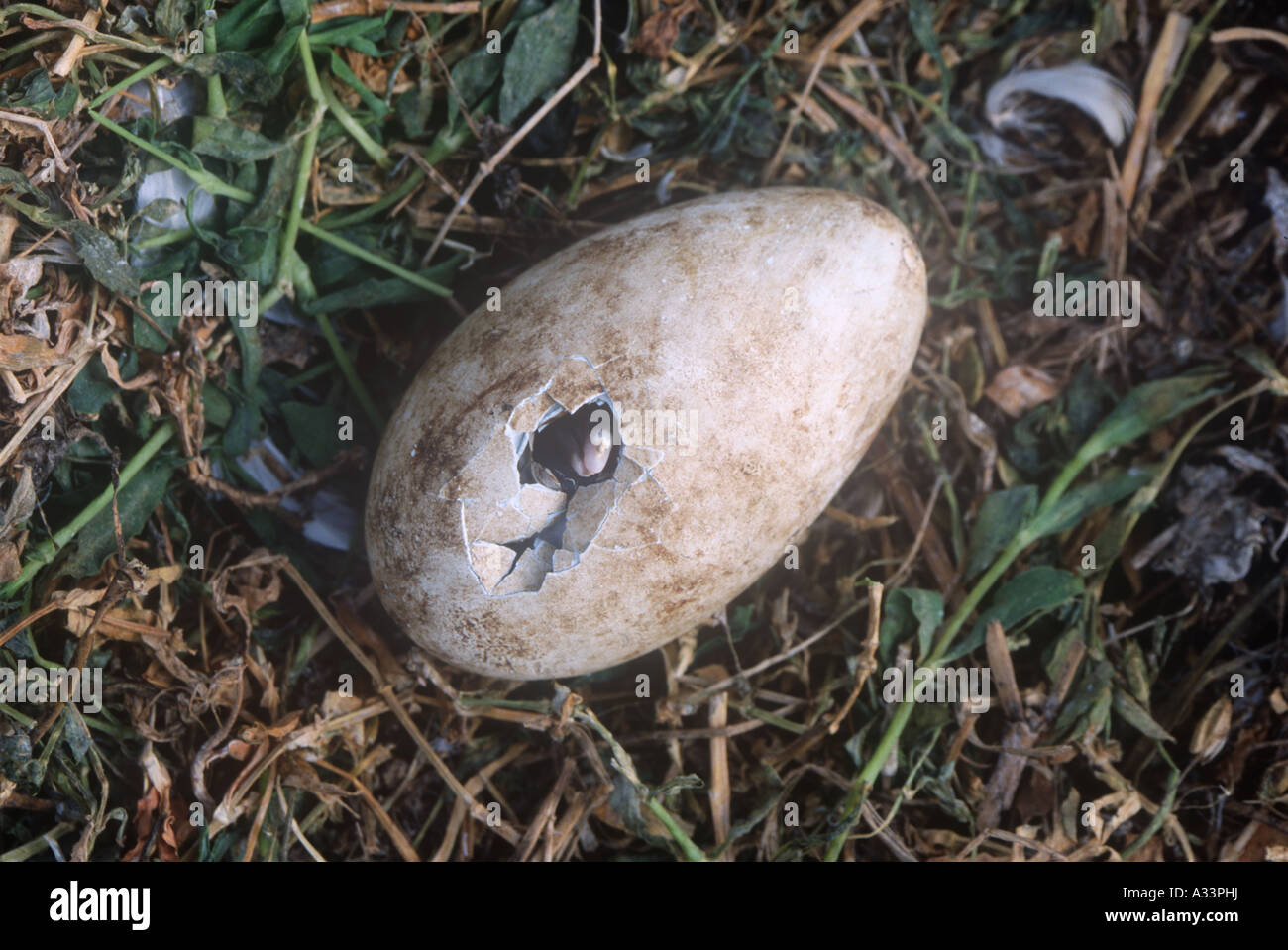 Gannet Egg Hatching Birds Natural World Wales UK Stock Photo