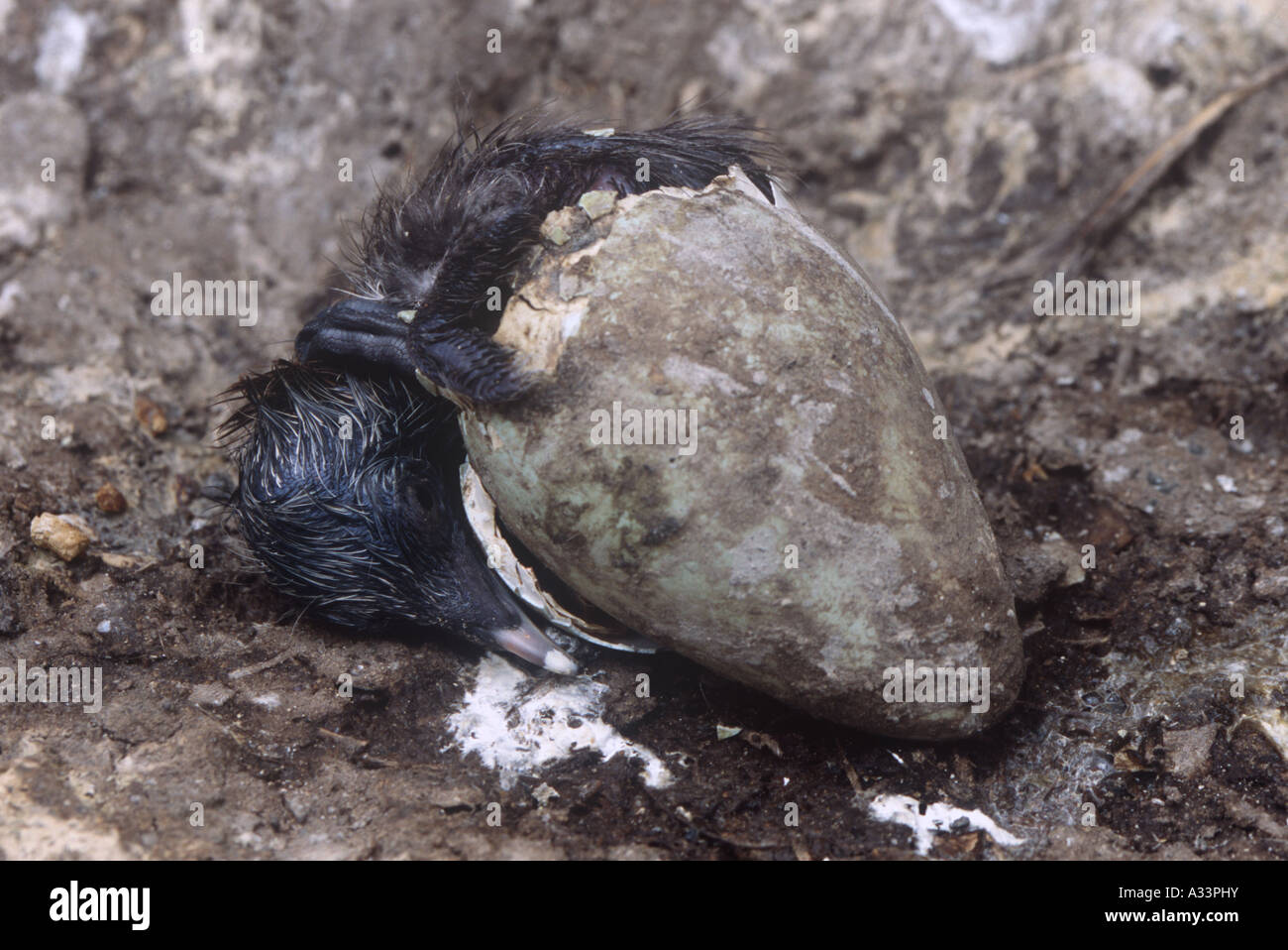 Newly Hatched Guillemot Chick Birds Natural World Wales Stock Photo
