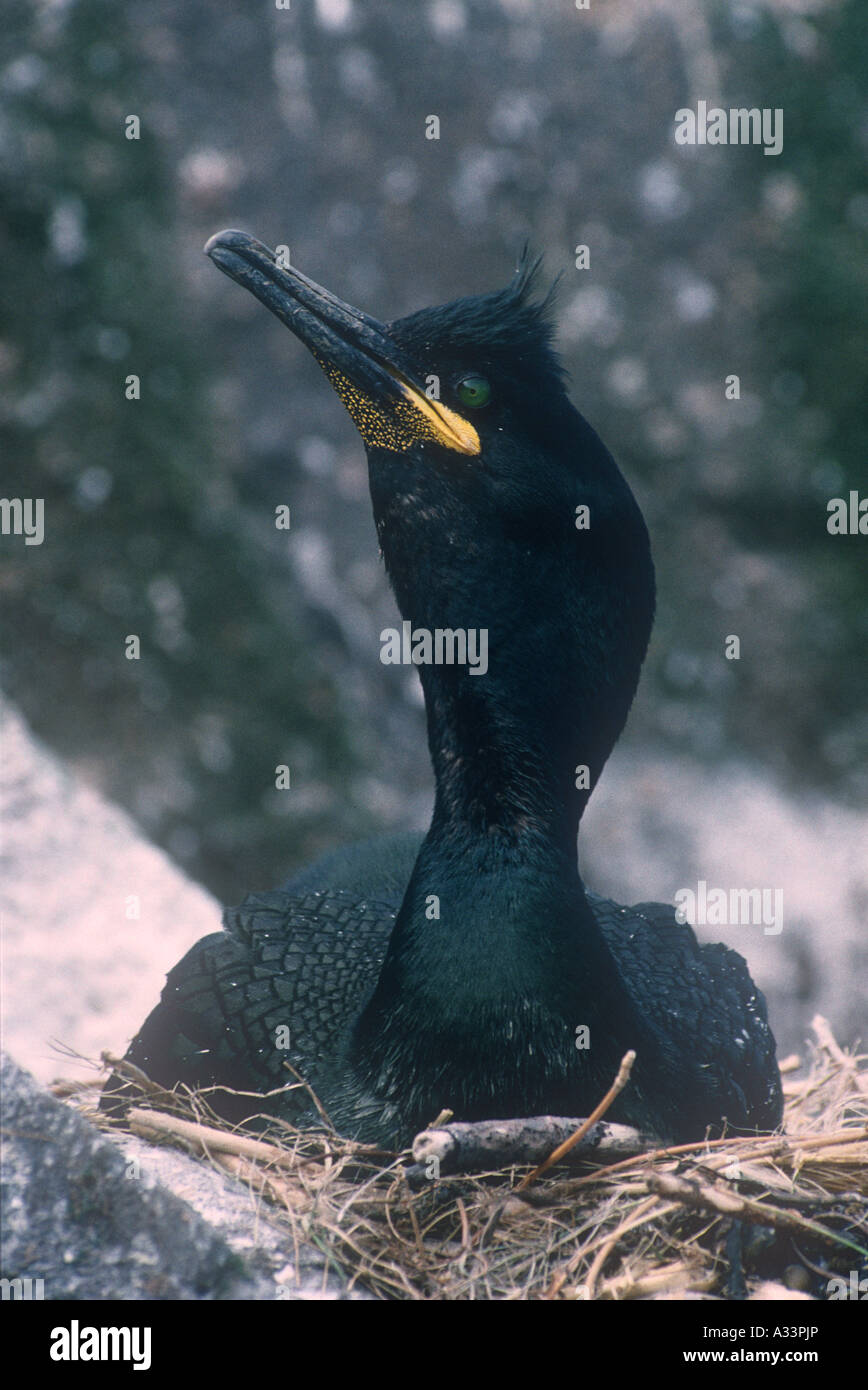 Shag on Nest Birds Natural World Wales UK Stock Photo