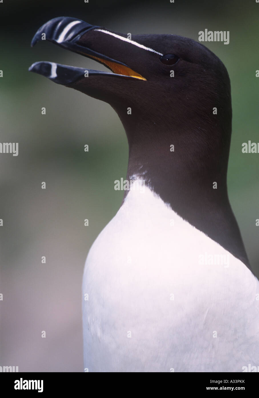 Razorbill Birds Natural World Wales UK Stock Photo