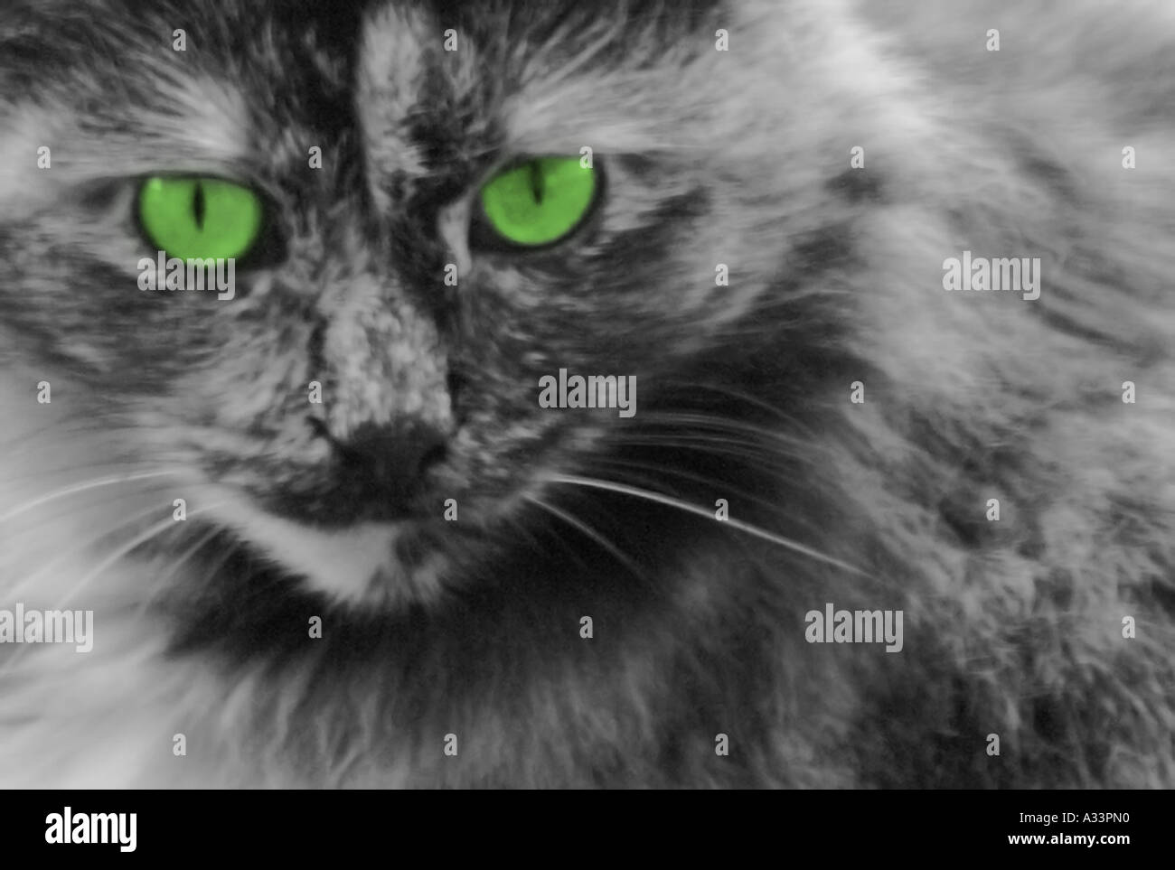 Cat Green Eyes Stock Photo Alamy