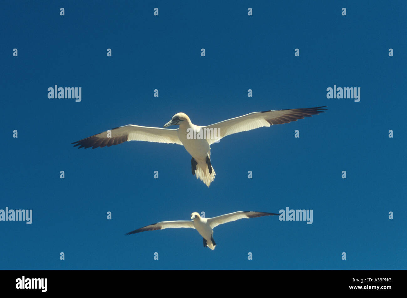 Gannets in Flight Birds Natural World Wales Stock Photo