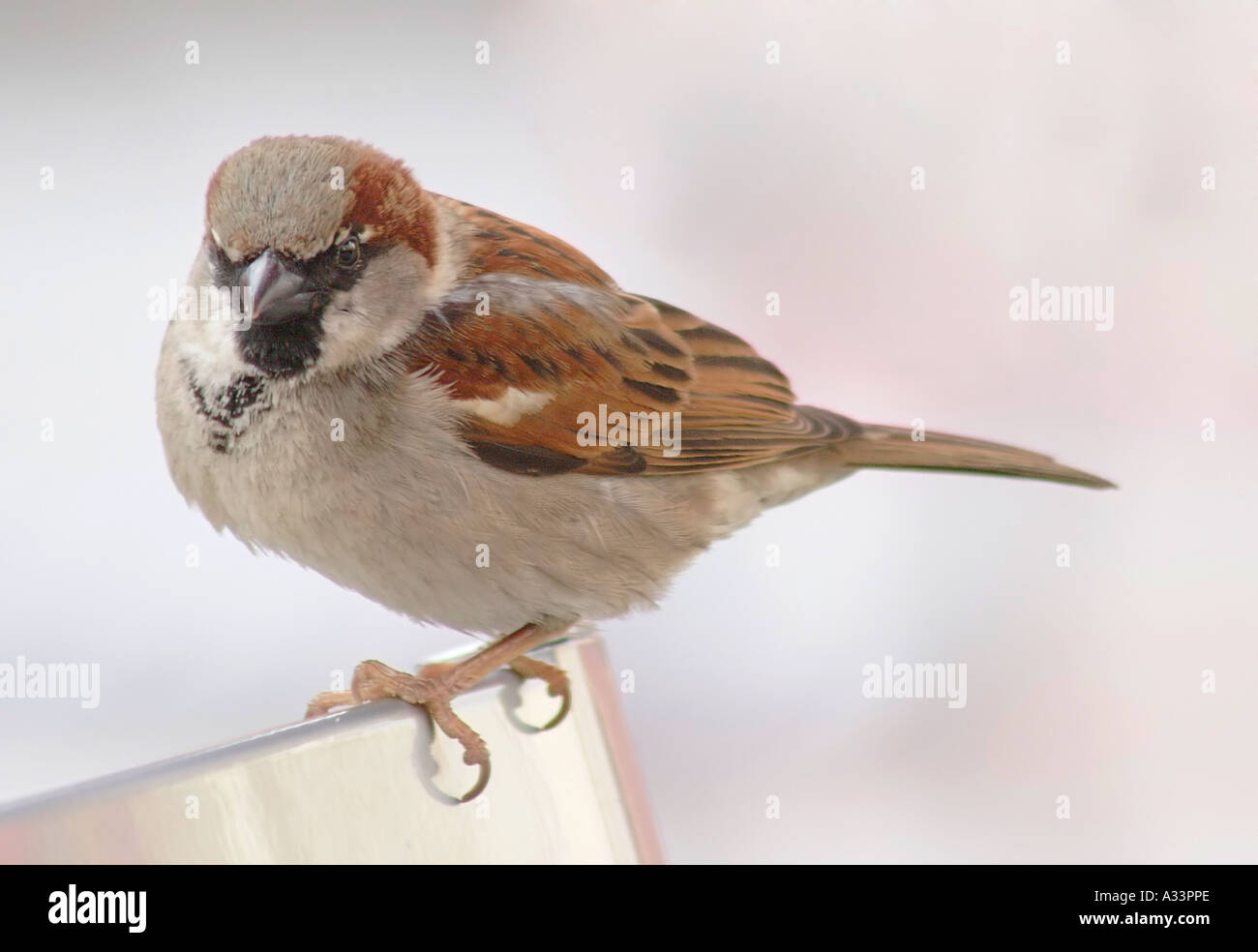 Sparrow bird flutter hi-res stock photography and images - Alamy