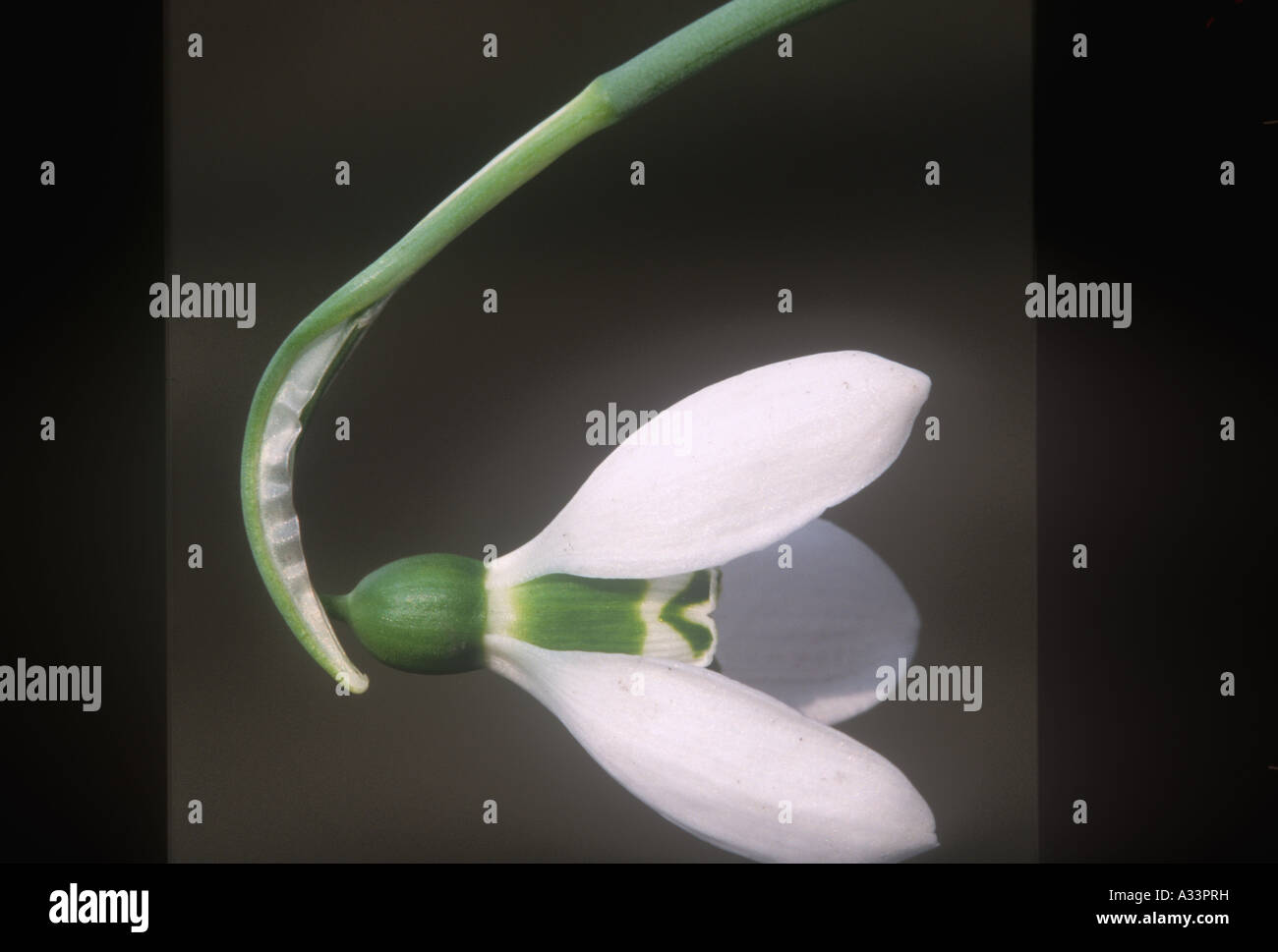 Snowdrop Flowers Natural World Environment Wales Stock Photo