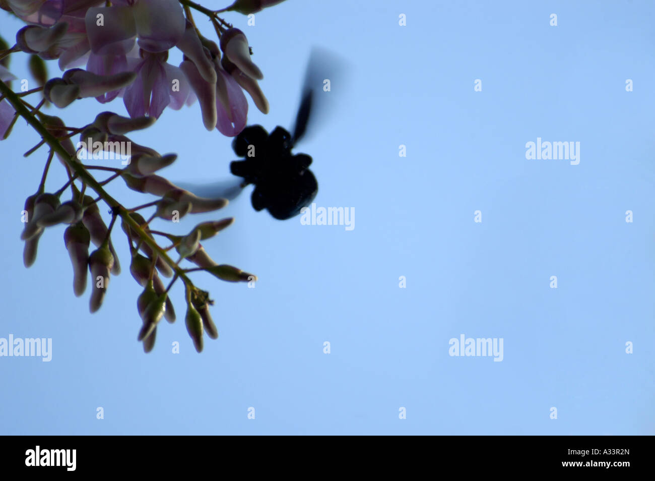 Beetle habitats hi-res stock photography and images - Alamy