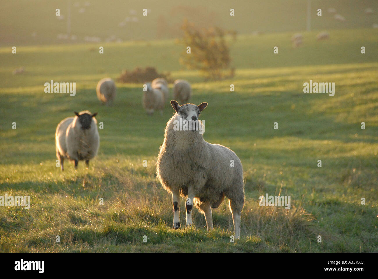 Sheep Grazing in Field Agriculture Wales Stock Photo - Alamy
