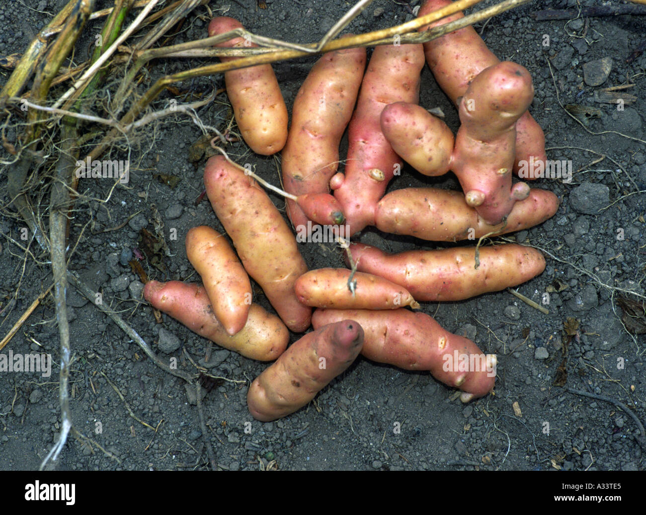 Pink Fir Apple Potatoes Stock Photo