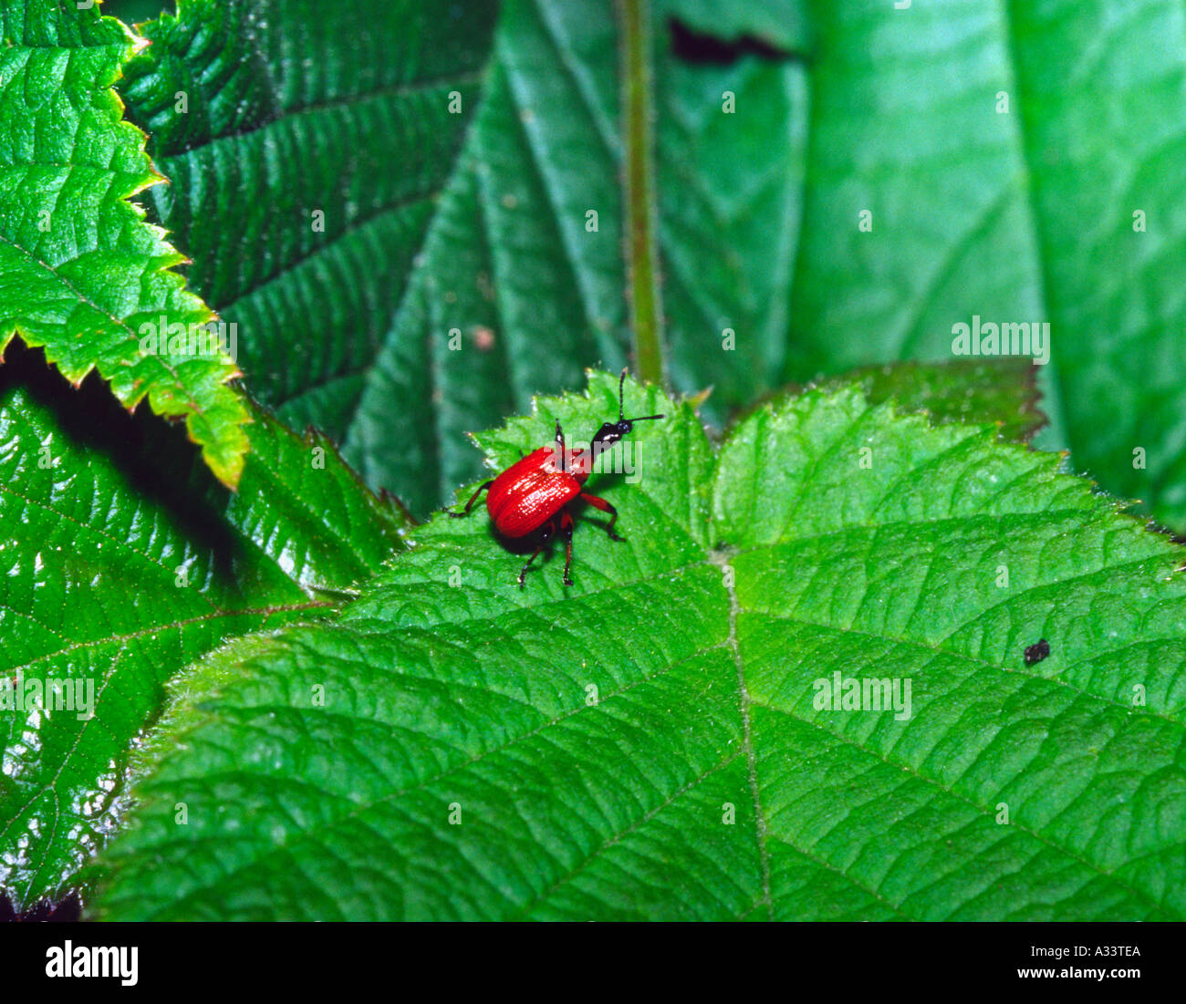 Leaf roller beetle Stock Photo