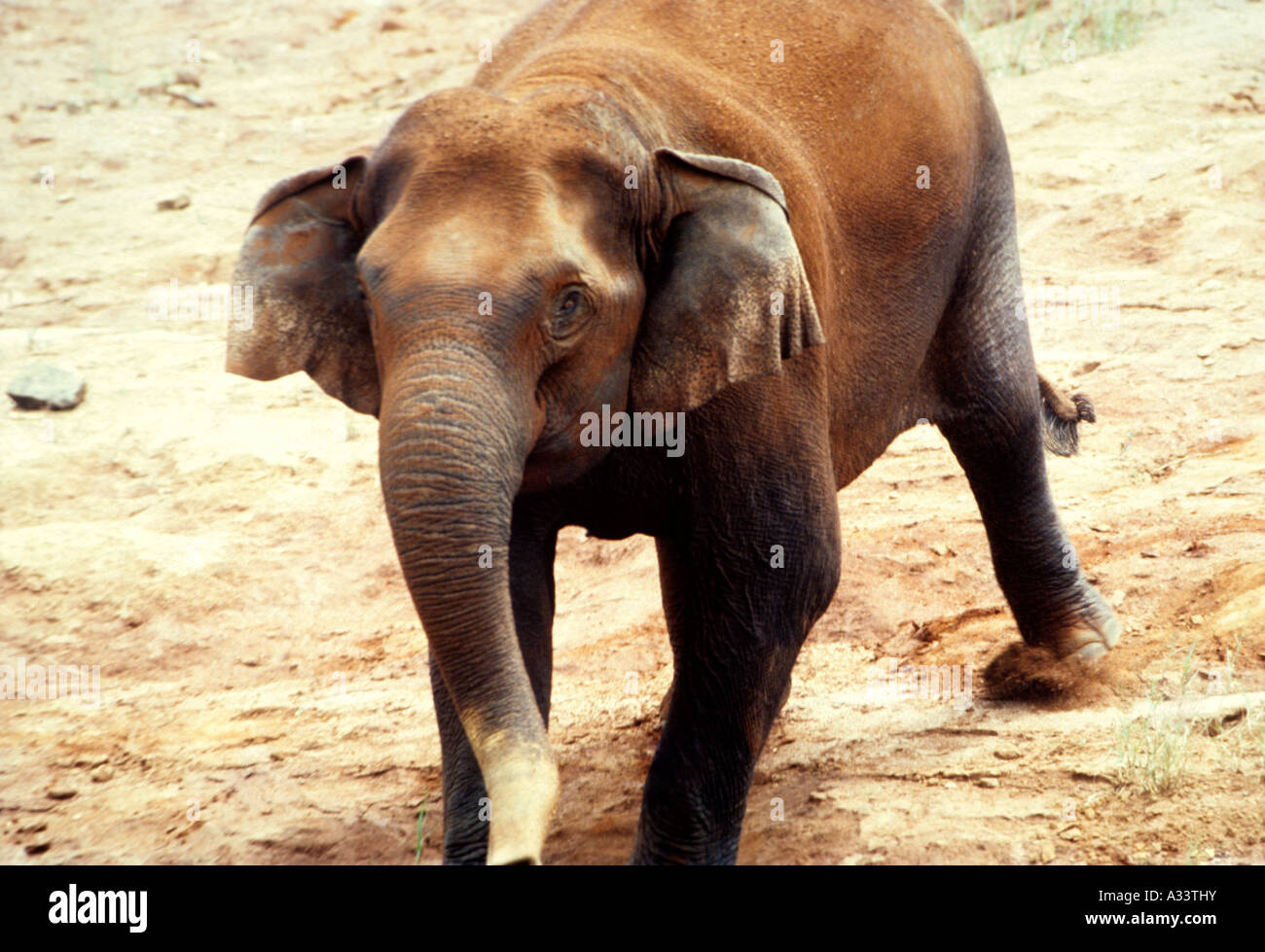 Neyyar wildlife sanctuary hi-res stock photography and images - Alamy