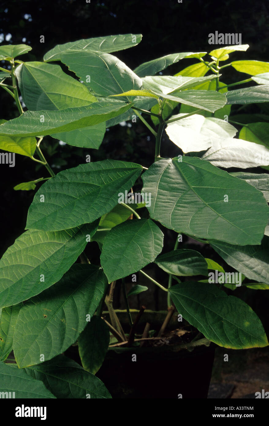 A MEDICINAL PLANT KERALA Stock Photo Alamy