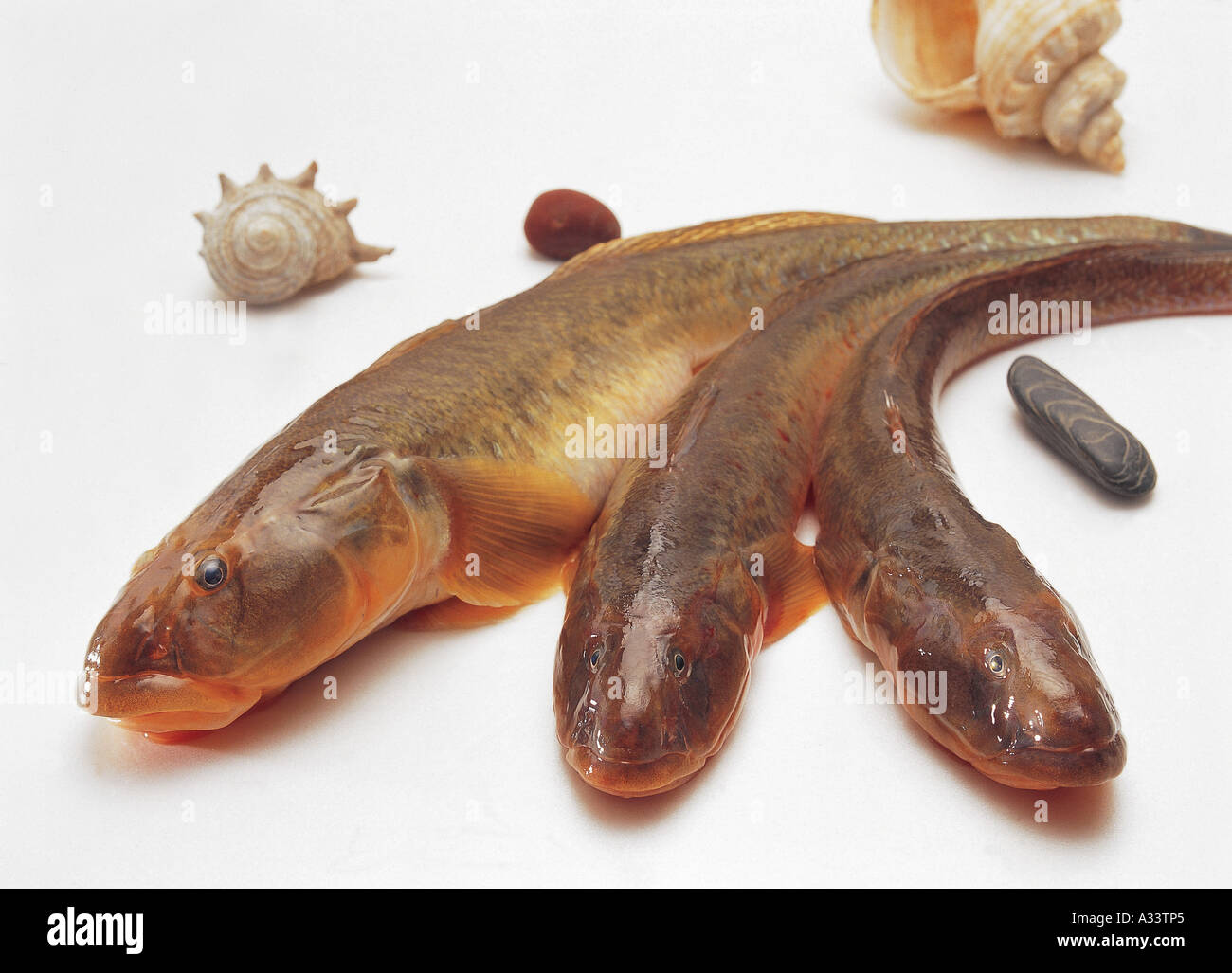 Shellfishes hi-res stock photography and images - Alamy