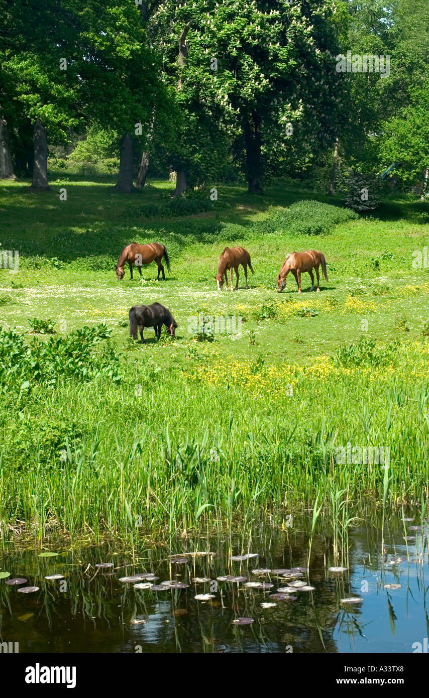 Forest meadow with a small stream Gunderslevholm Zealand Denmark Stock Photo