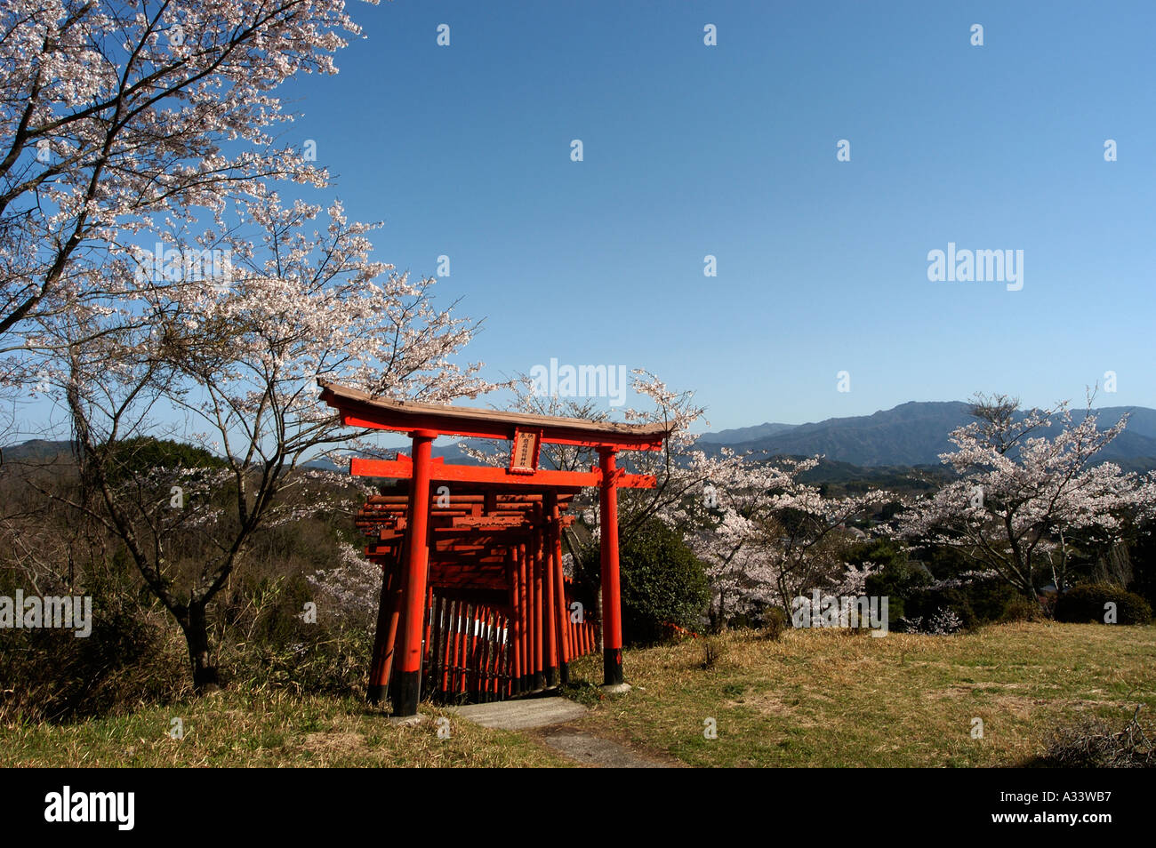 cherry blossom Torii shrine entrance Taketa Jinja shrine Taketa city
