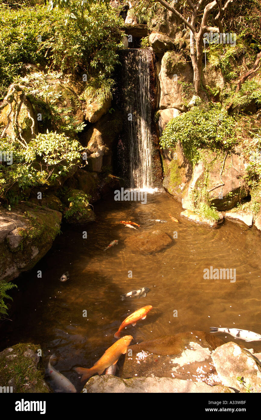Koi carp fish pond waterfall Fujiya hotel Miyanoshita Hakone Japan Stock  Photo - Alamy, image size:864x1390