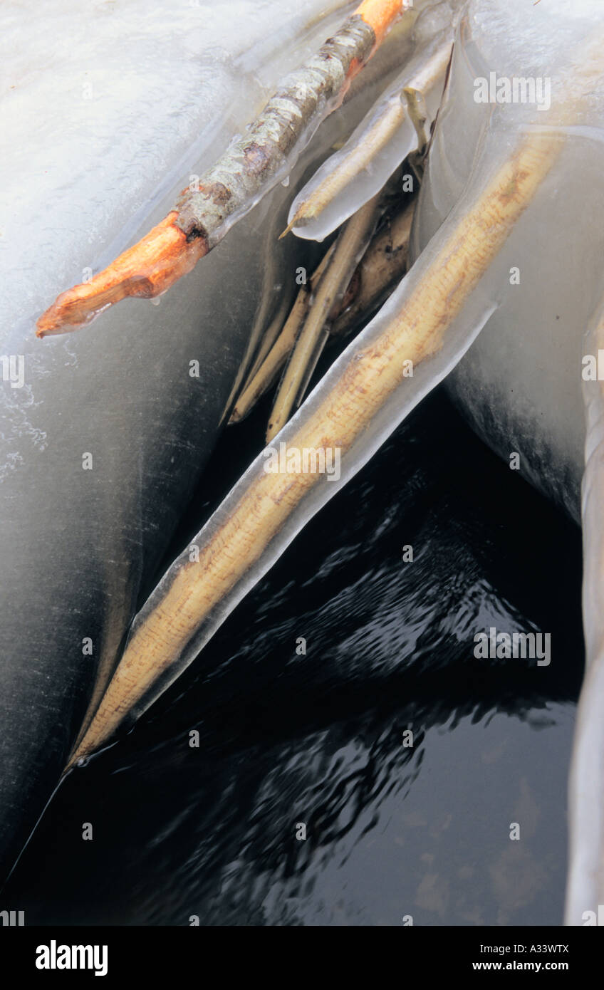 Frozen wooden branches Stock Photo