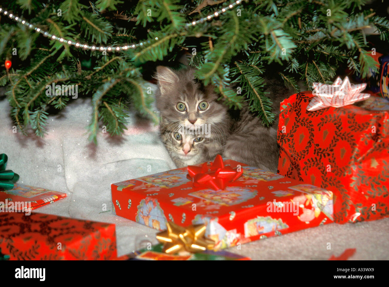 Kittens with gifts hires stock photography and images Alamy