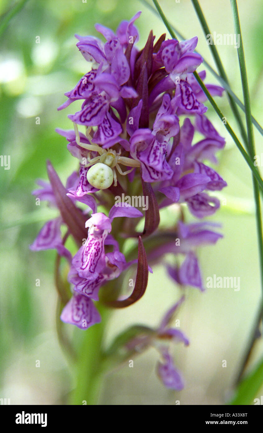 Marsh orchid Dactylorhiza incarnata Stock Photo