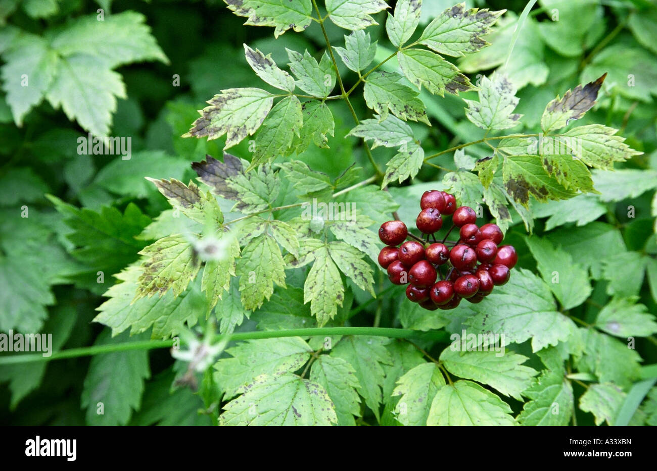 Baneberry Actaea spicata berries Stock Photo
