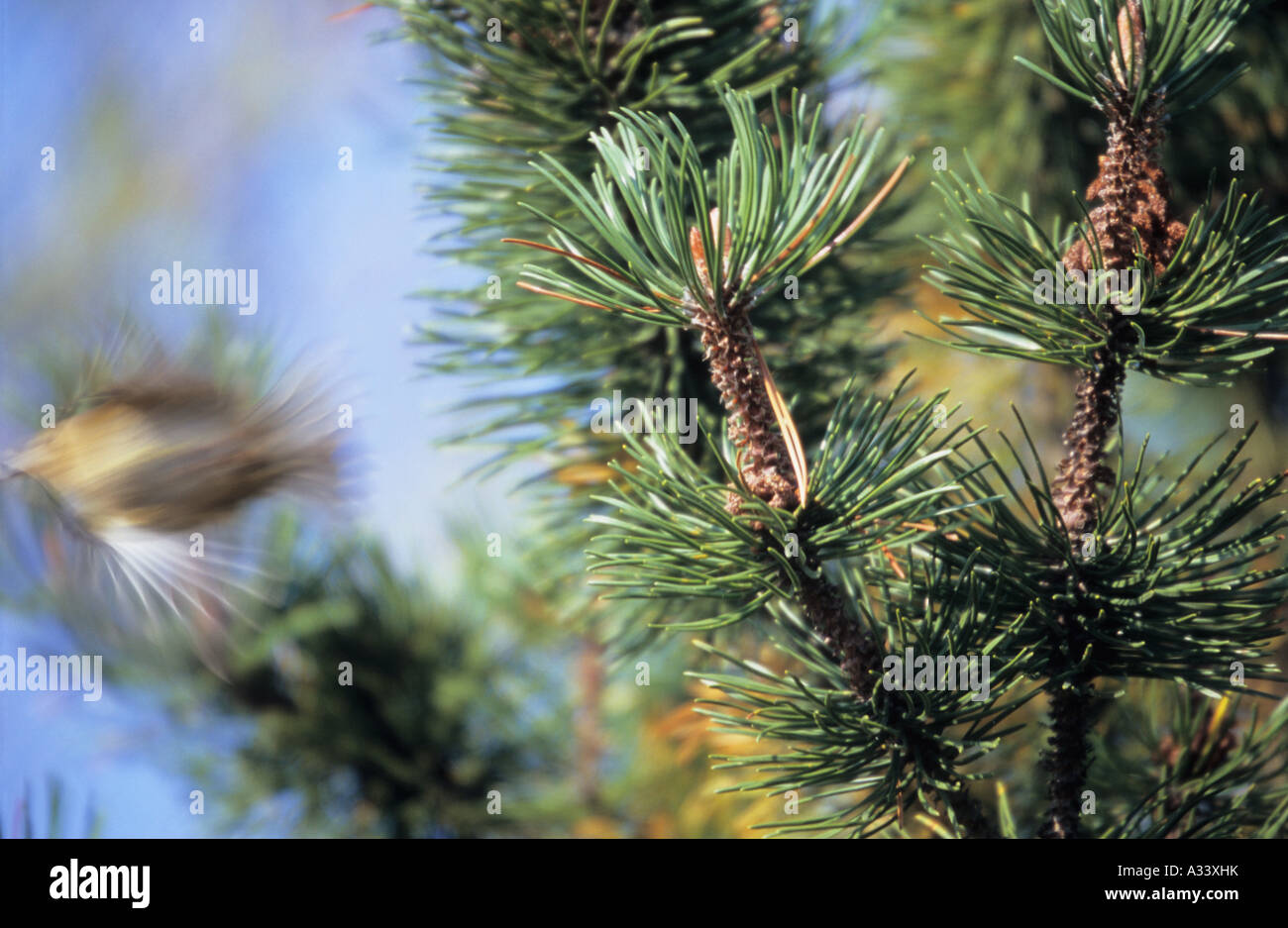Pine tree sprouts and blurred silhouette of a flying bird Stock Photo