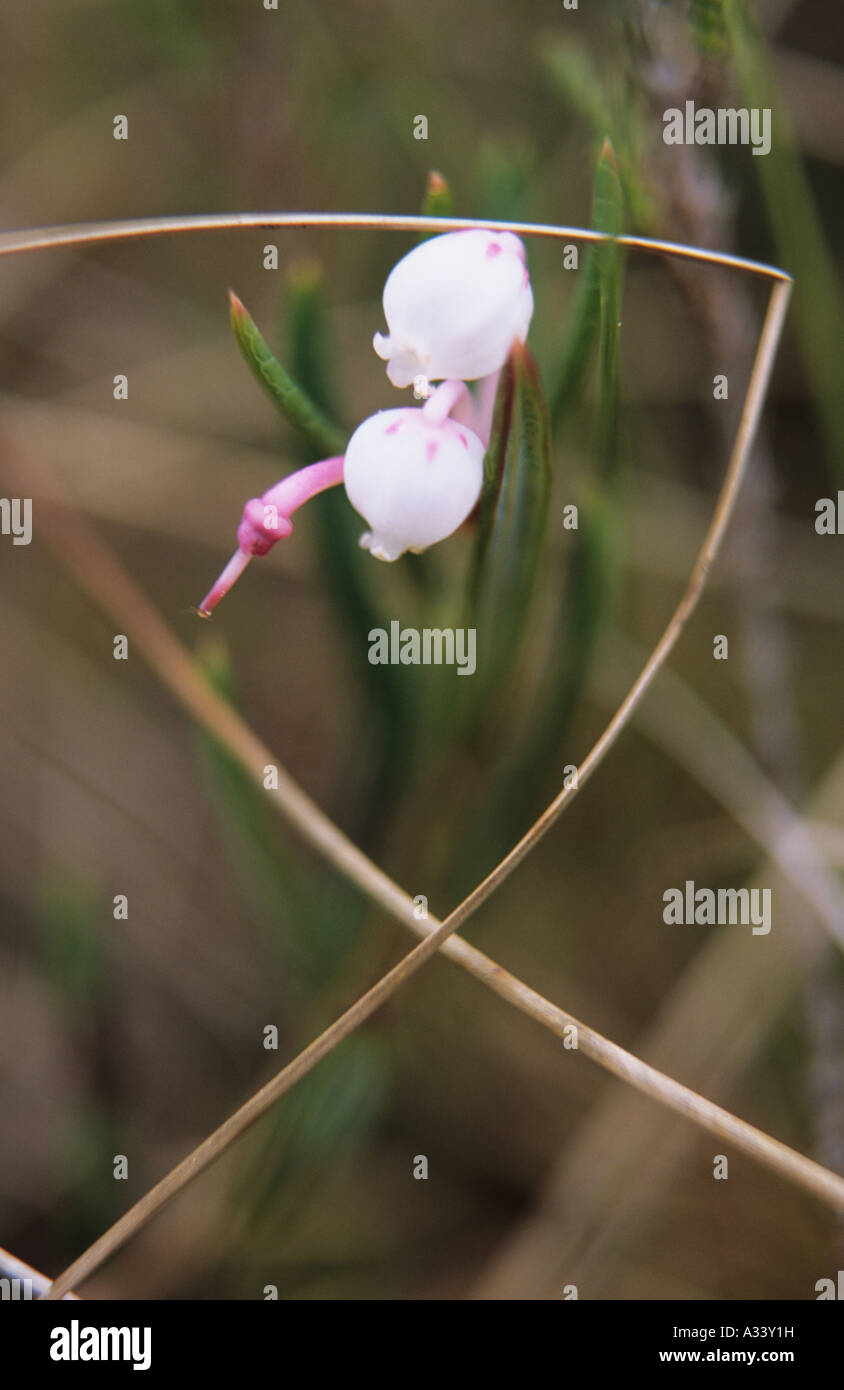 Bog rosemary flowers hires stock photography and images Alamy