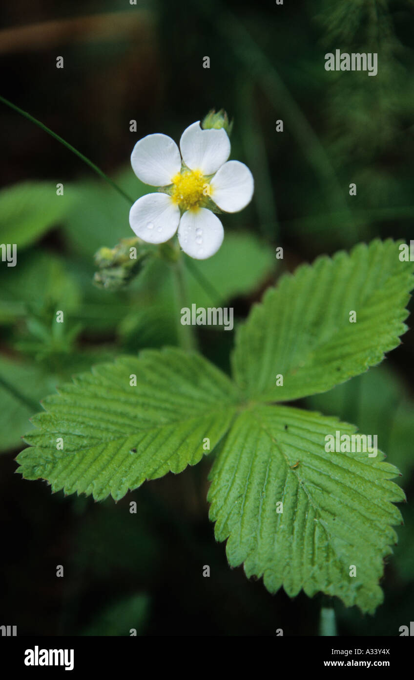 Flowering wild strawberry hi-res stock photography and images - Alamy