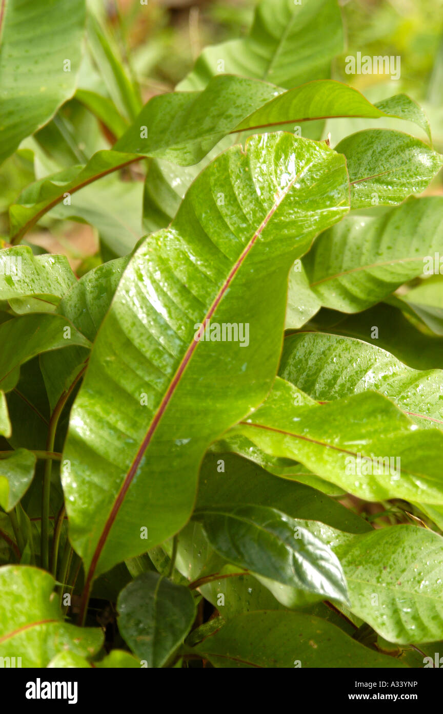 AYURVEDA HERB MEDICINAL PLANT Stock Photo Alamy