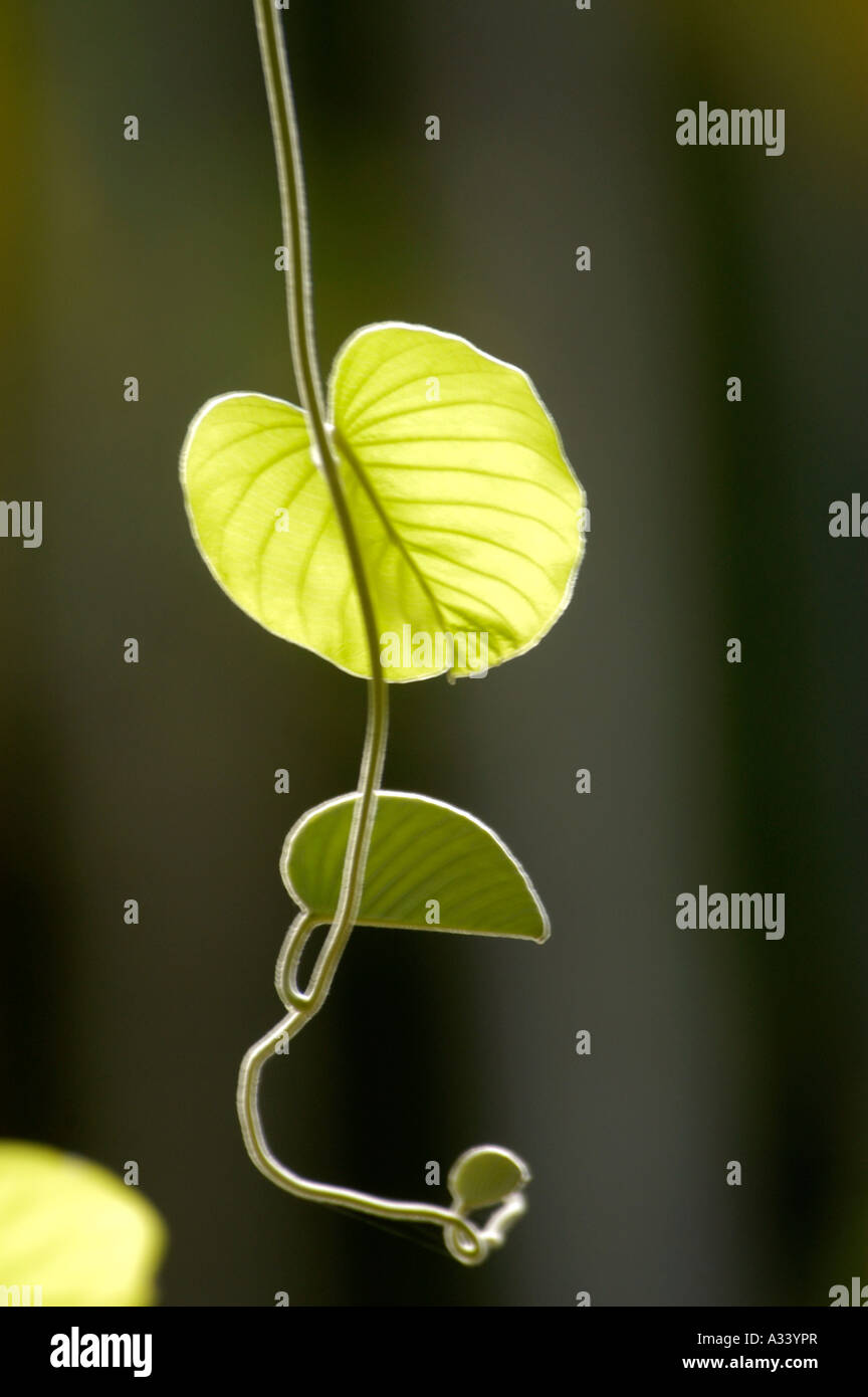 AYURVEDA HERB MEDICINAL PLANT Stock Photo Alamy