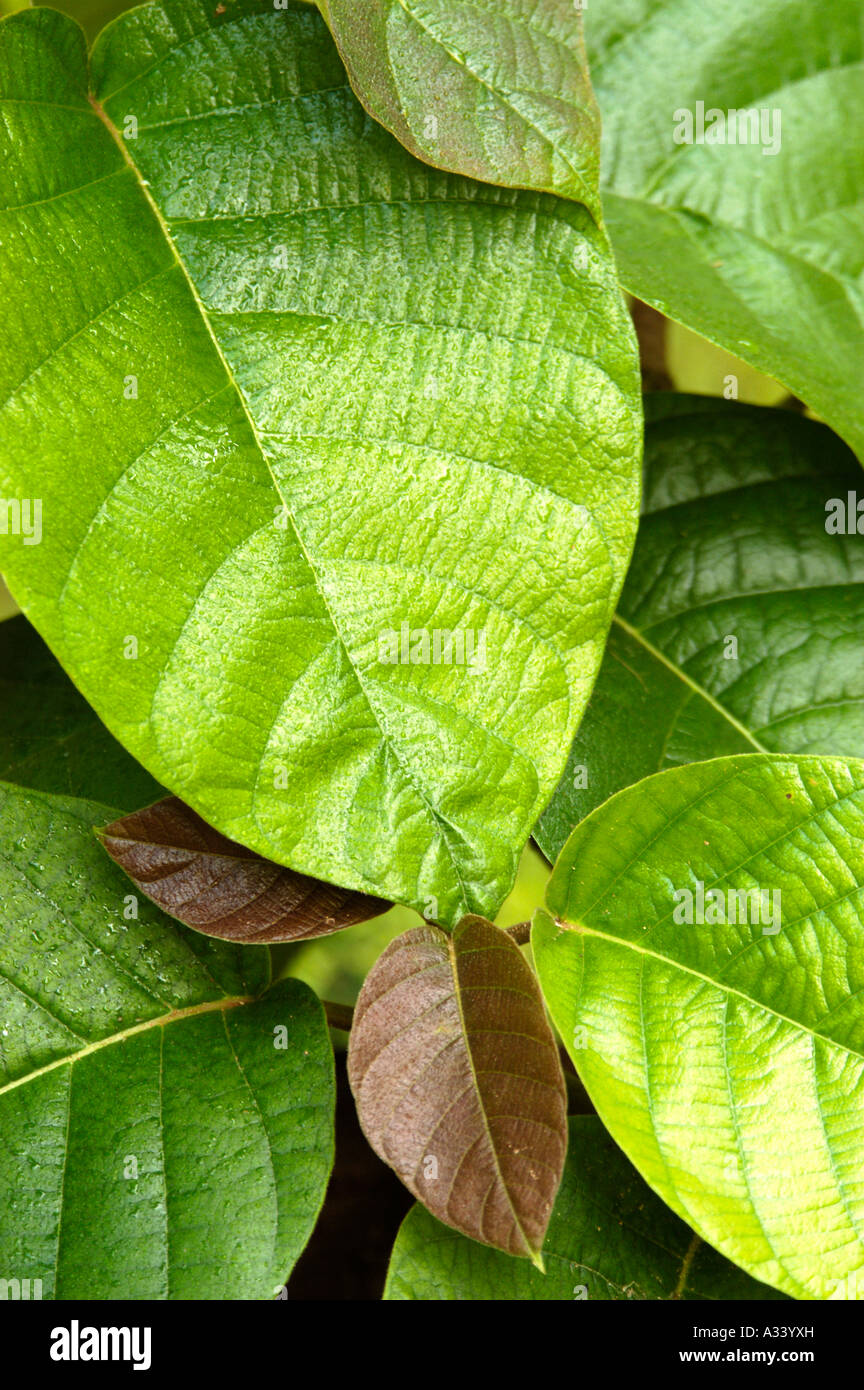 AYURVEDA HERB MEDICINAL PLANT Stock Photo - Alamy