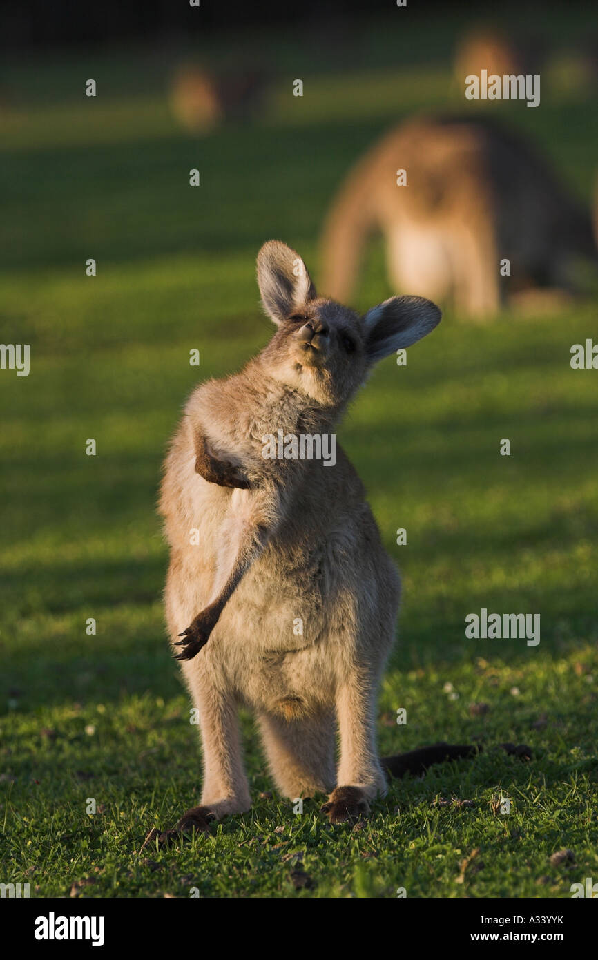 eastern grey kangaroo macropus giganteus, juvenile scratching Stock Photo