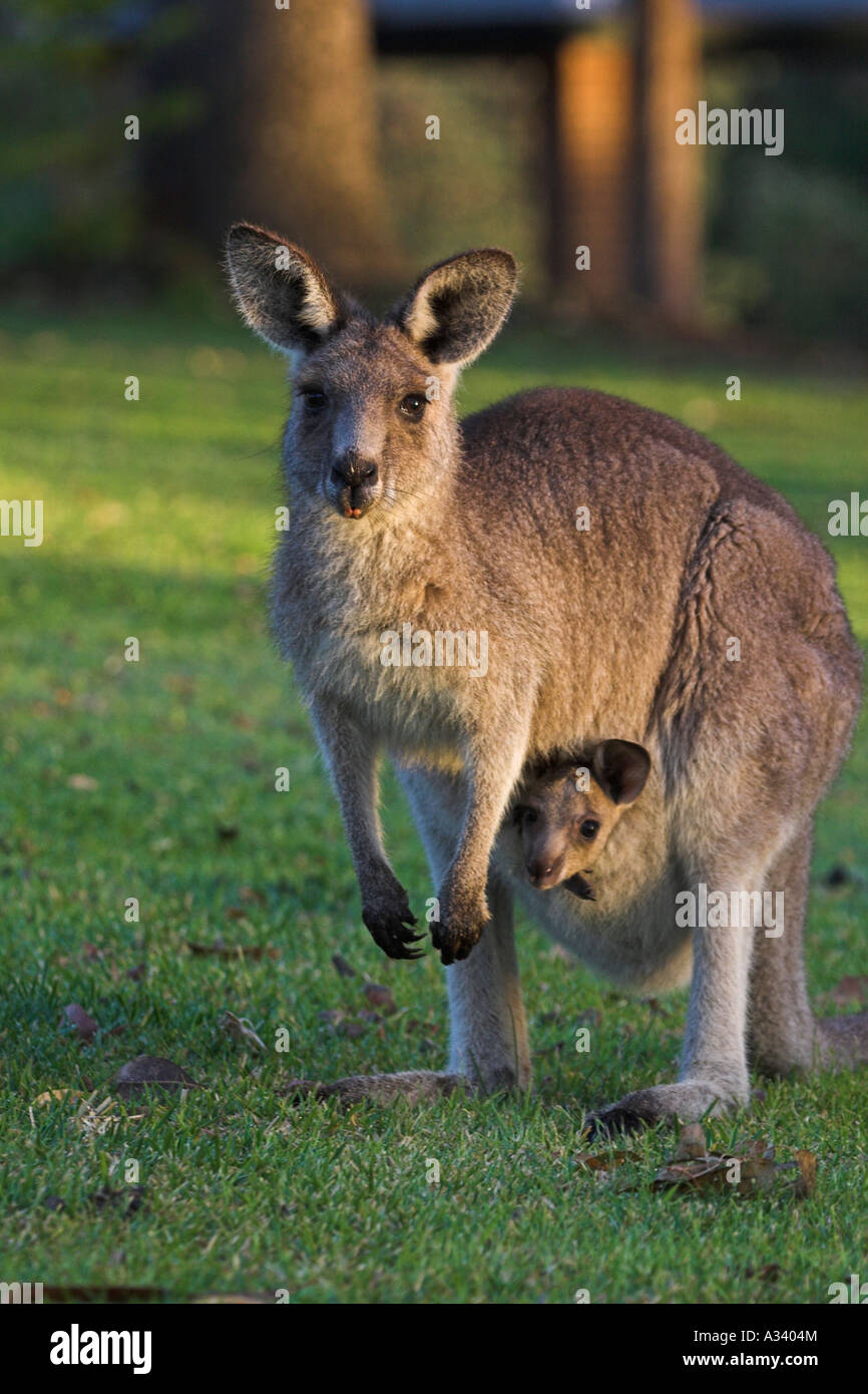 eastern grey kangaroo, macropus giganteus mother and joey in pouch Stock Photo