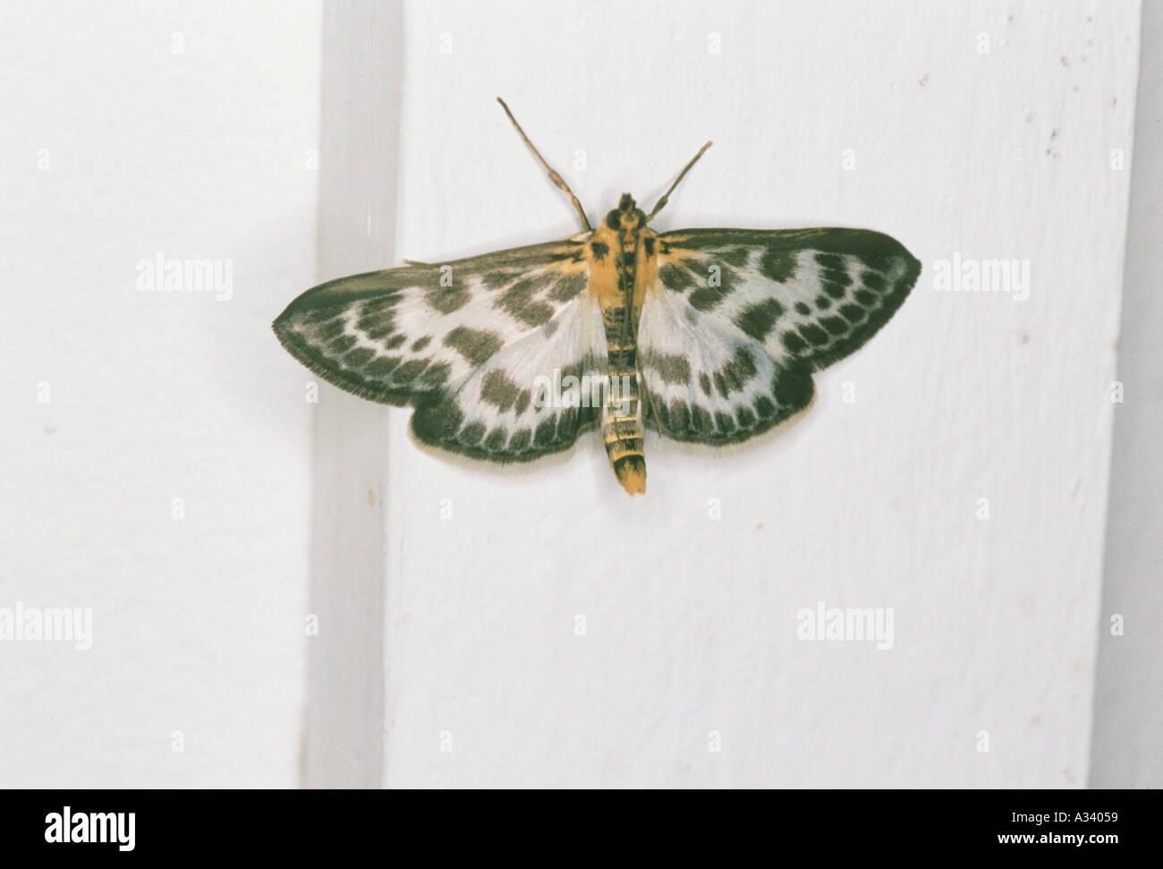 Small Magpie moth Stock Photo