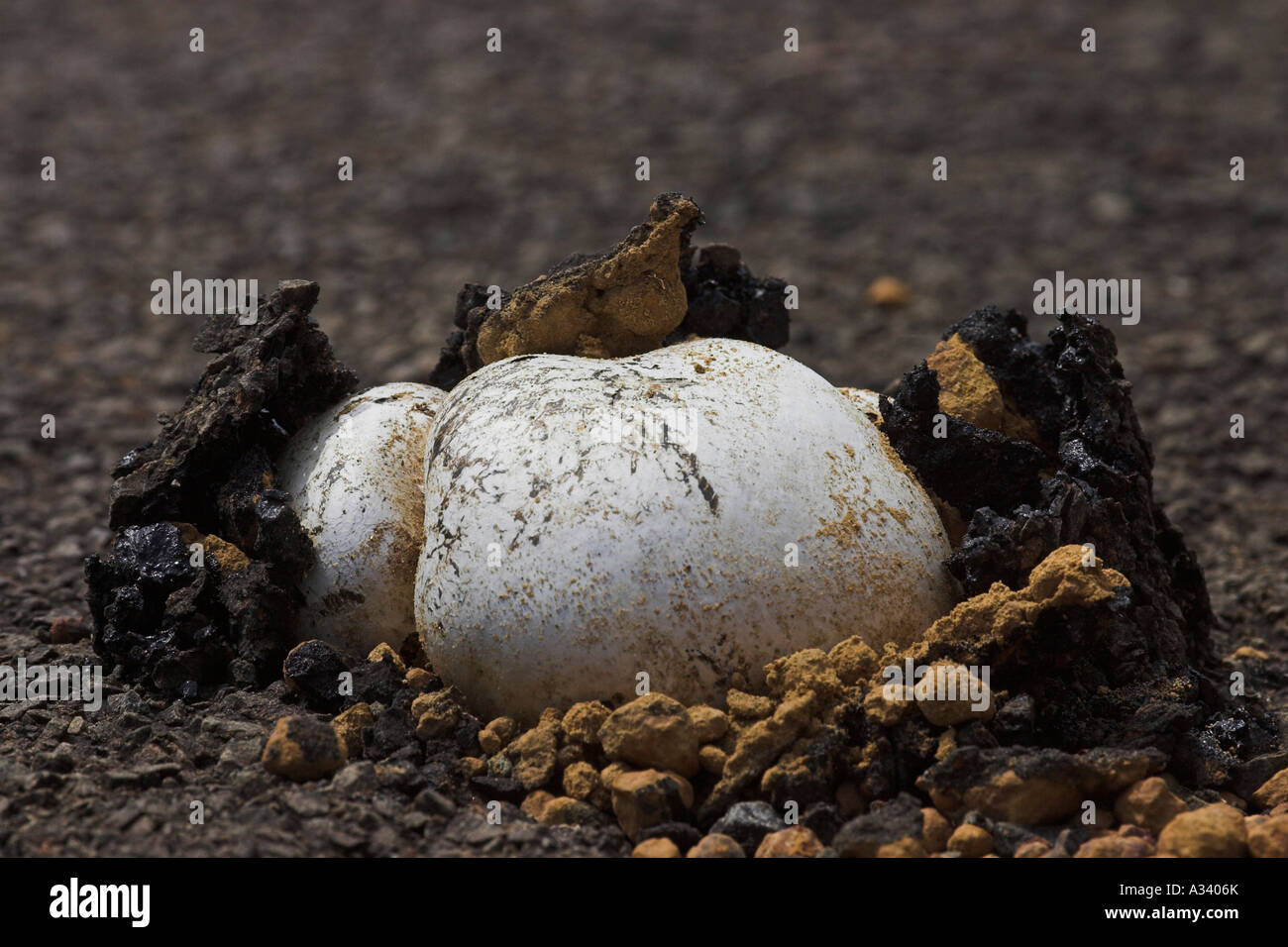 fungus pushing through road surface Stock Photo