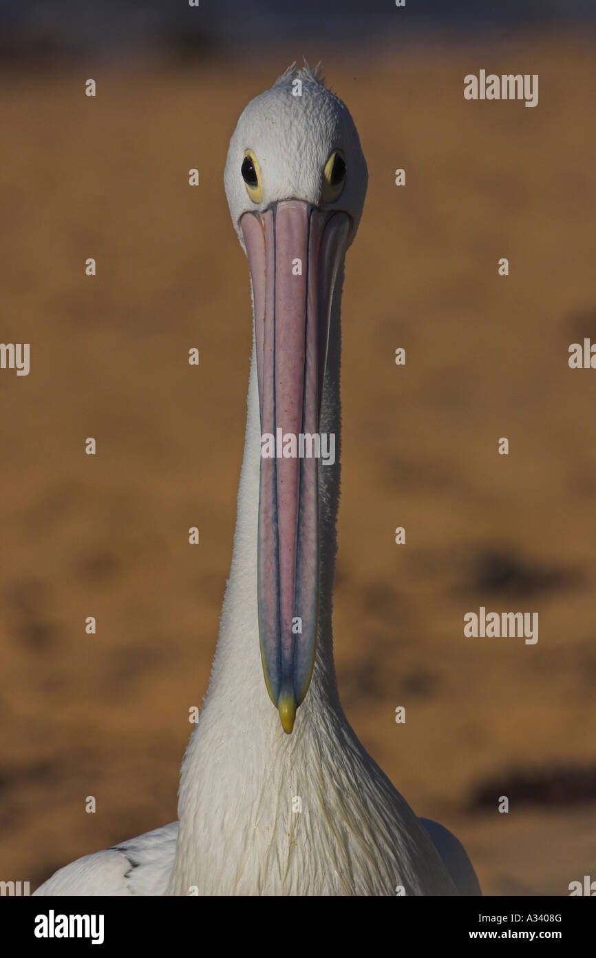 australian pelican, pelecanus conspicillatus, single adult portrait Stock Photo