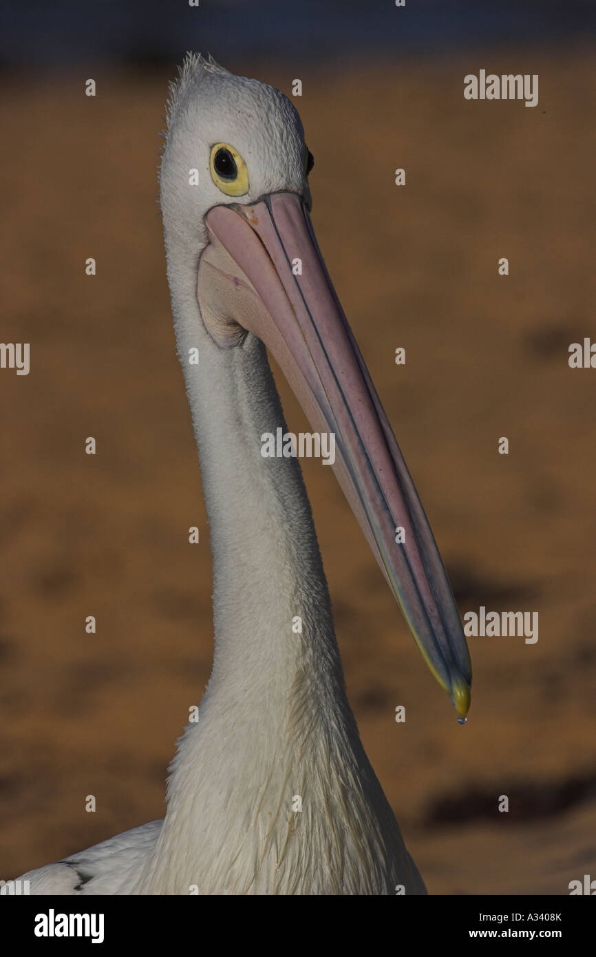 australian pelican, pelecanus conspicillatus, single adult portrait Stock Photo