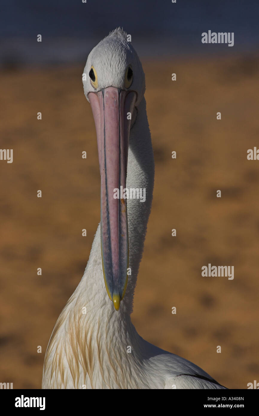 australian pelican, pelecanus conspicillatus, single adult Stock Photo