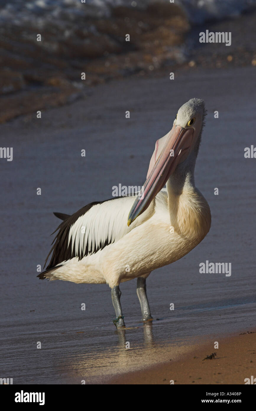 australian pelican, pelecanus conspicillatus, swallowing a fish Stock Photo