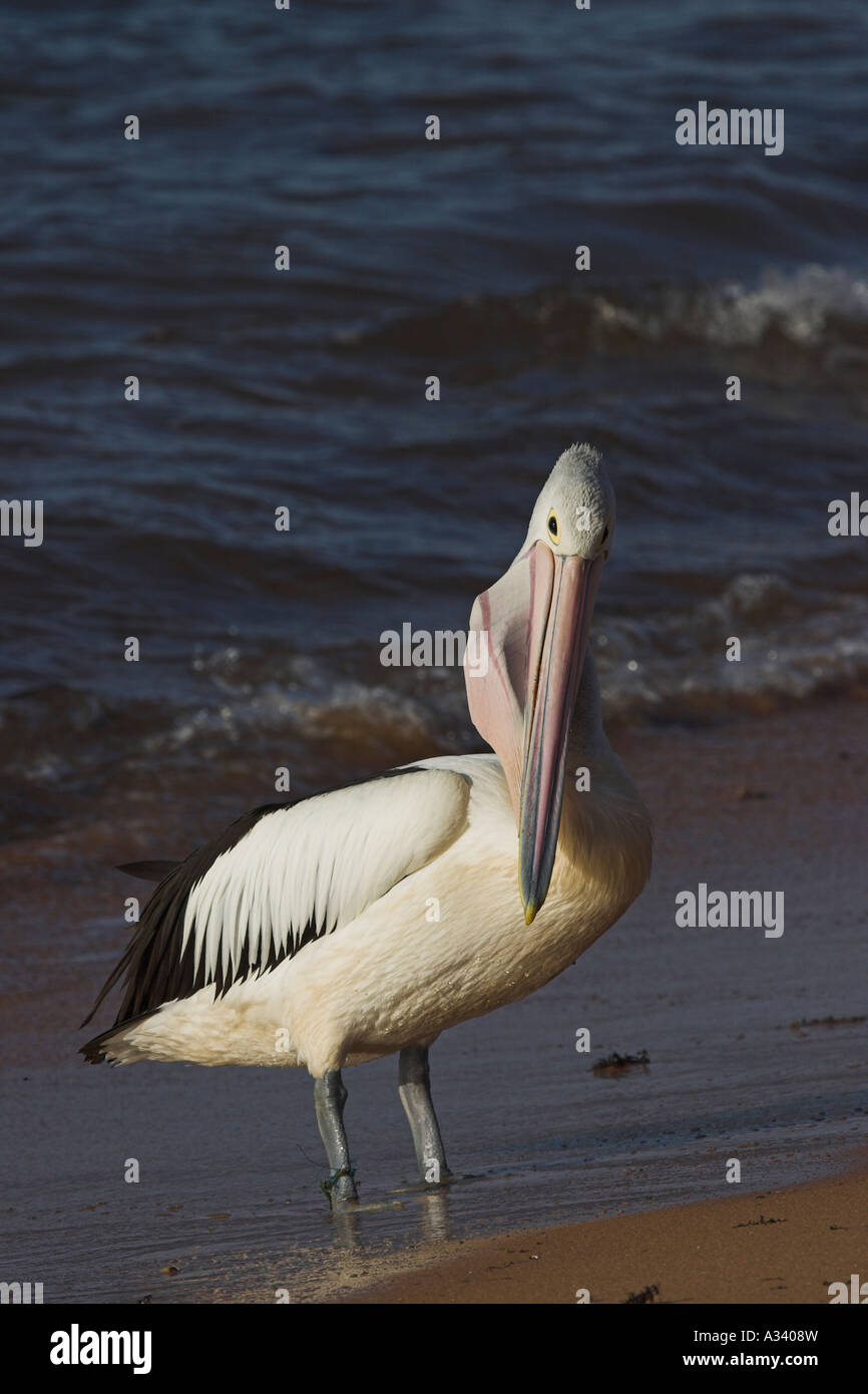 australian pelican, pelecanus conspicillatus, swallowing a fish Stock Photo