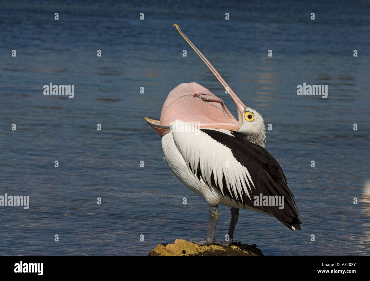 australian pelican, pelecanus conspicillatus, stretching puch over neck Stock Photo