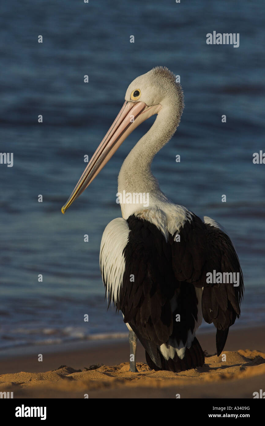 australian pelican, pelecanus conspicillatus, resting on a beach Stock Photo