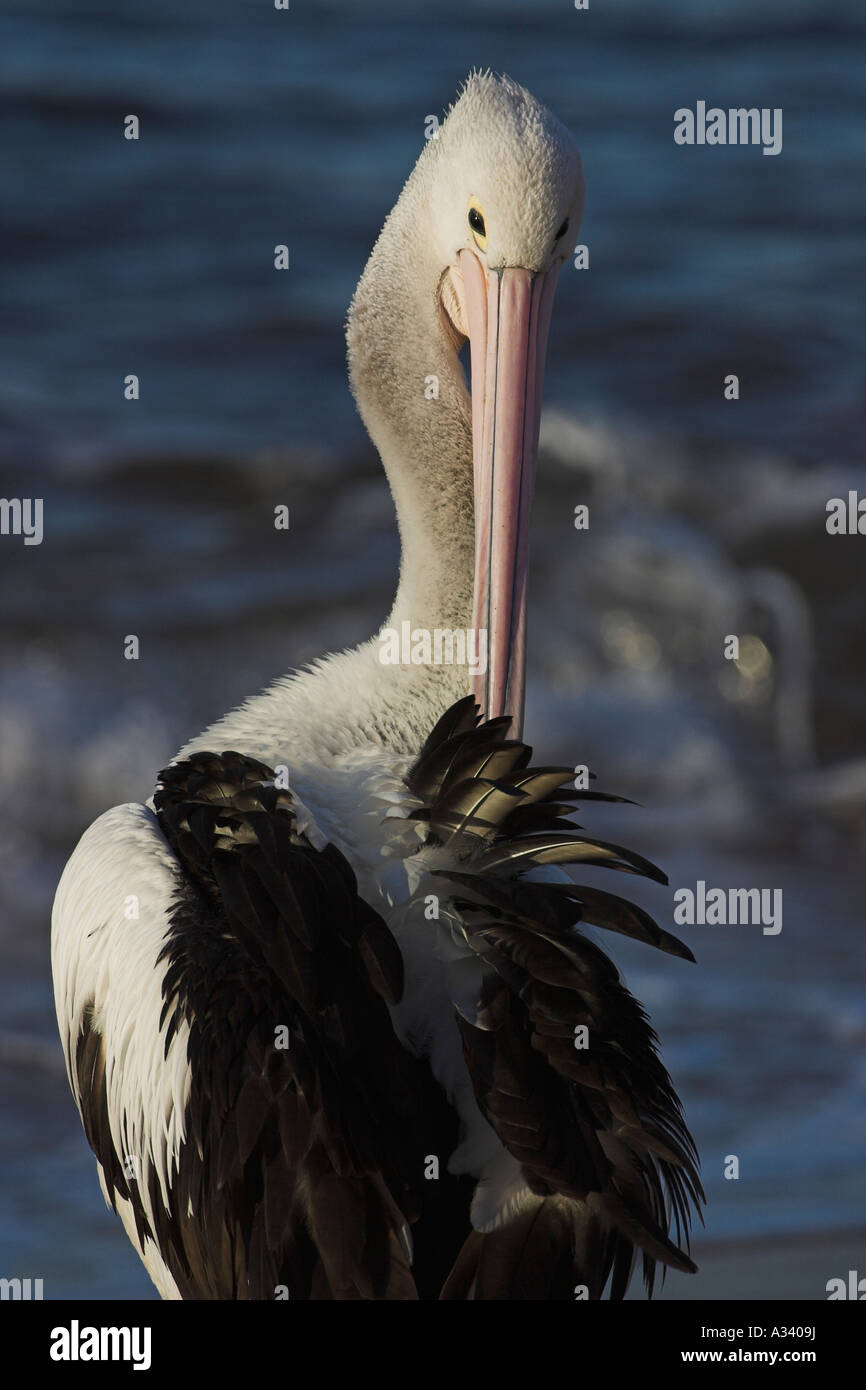australian pelican, pelecanus conspicillatus, preening Stock Photo