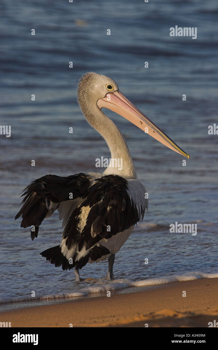 australian pelican, pelecanus conspicillatus, drying wings on beach Stock Photo