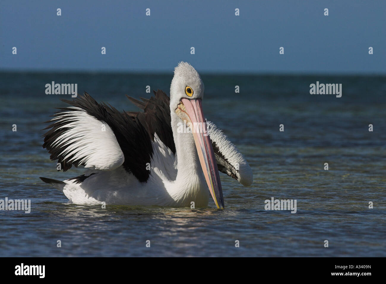 australian pelican, pelecanus conspicillatus,  landing on water Stock Photo