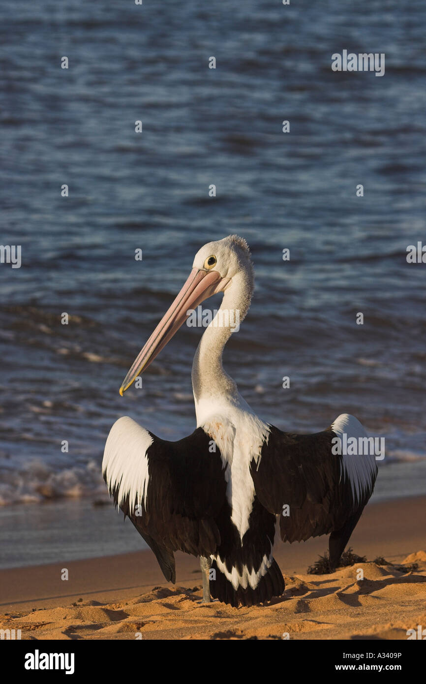 australian pelican, pelecanus conspicillatus, drying wings Stock Photo