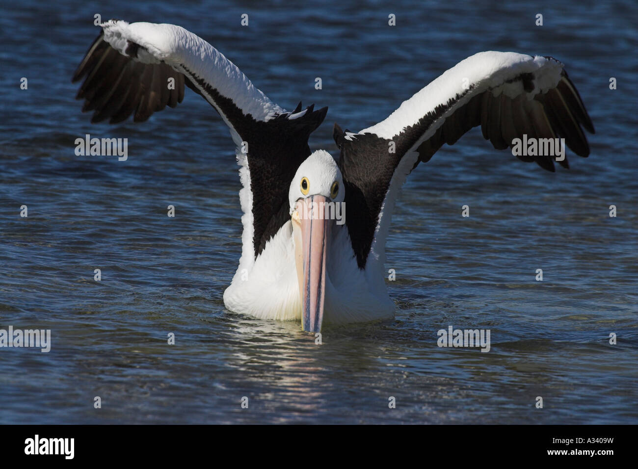 australian pelican, pelecanus conspicillatus, wings raised Stock Photo
