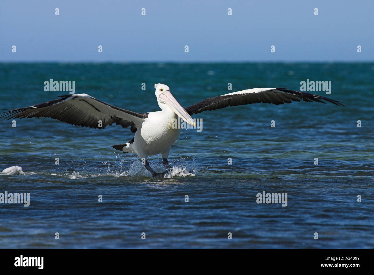 australian pelican, pelecanus conspicillatus, landing on water Stock Photo