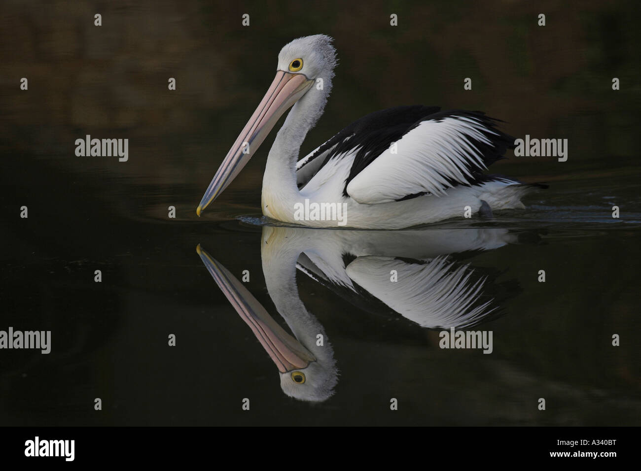 australian pelican, pelecanus conspicillatus, with reflection in water Stock Photo