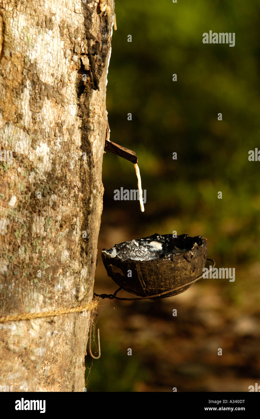 RUBBER PLANTATIONS IN TRIVANDRUM DISTRICT Stock Photo