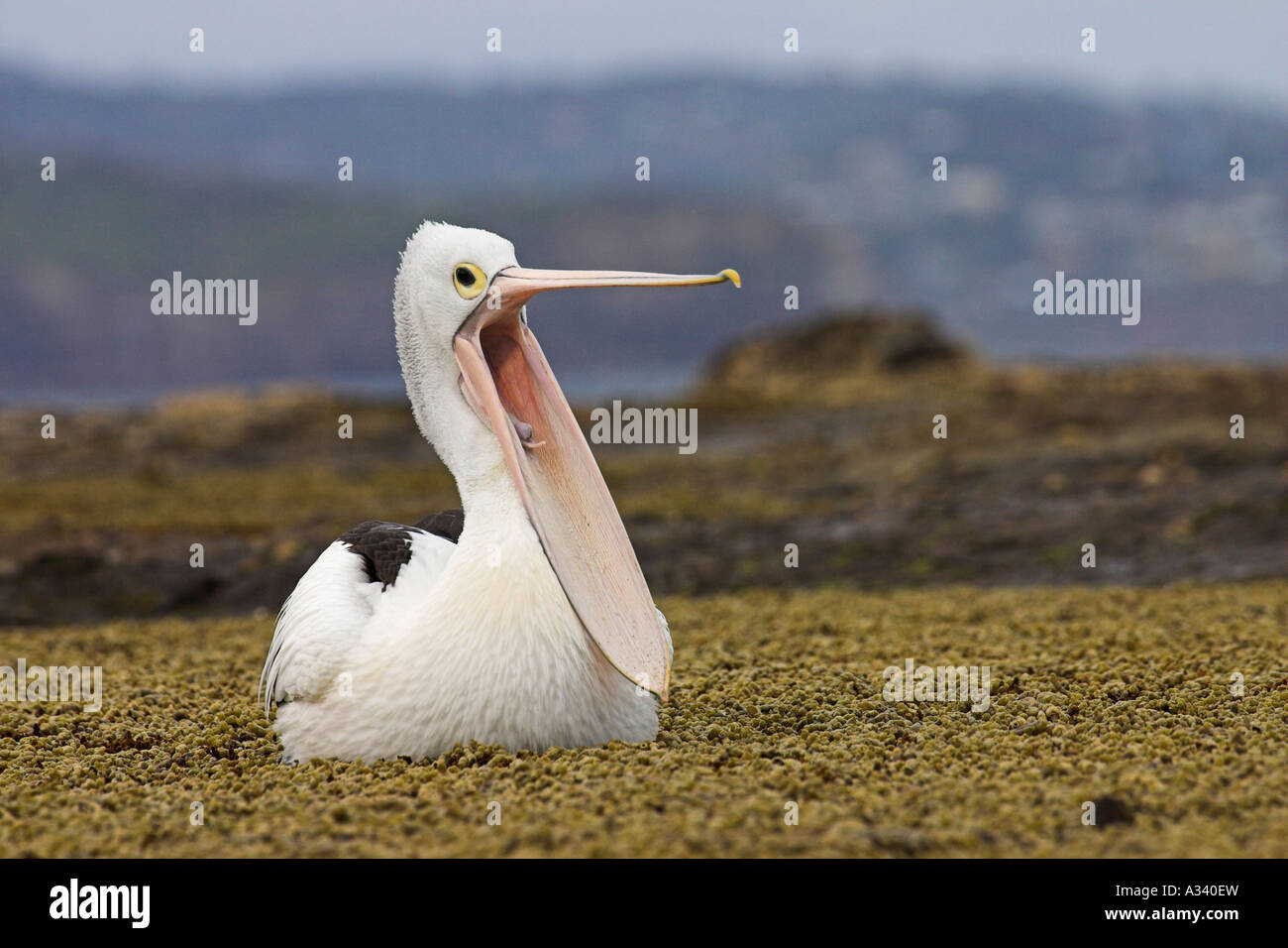 australian pelican, pelecanus australis, showing open bill Stock Photo